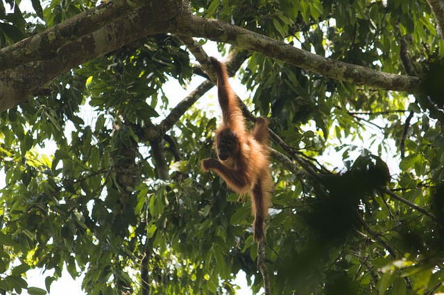 orangutanes-sumatra