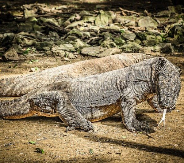 tour-komodo
