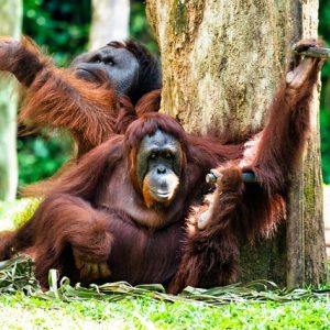 tour-orangutanes-borneo