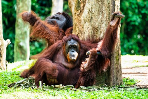tour-orangutanes-borneo