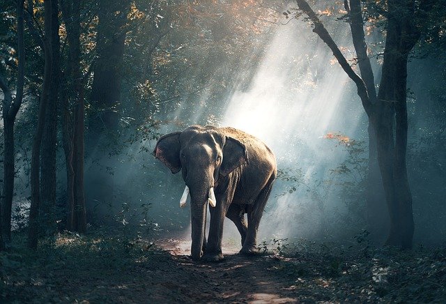 elefante-tour todo-naturaleza-tour