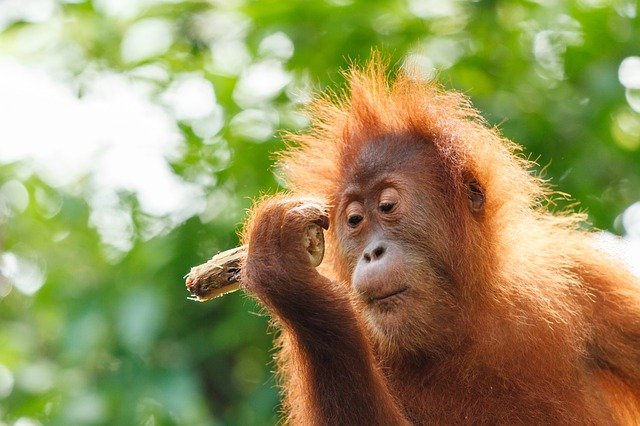 entre-orangutanes-borneo-tour