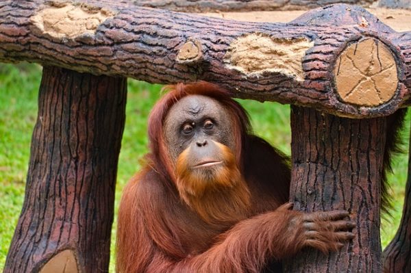 tour-mentawai-orangutanes