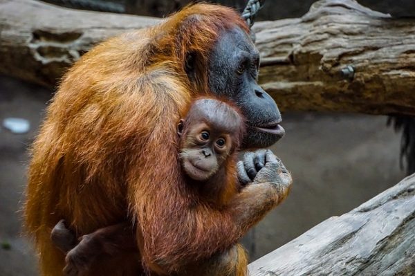 tour-orangutanes-sumatra