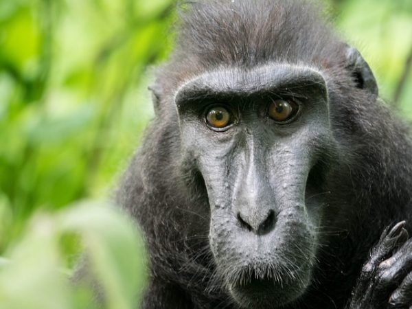 tangkoko-reserva-natura-tour