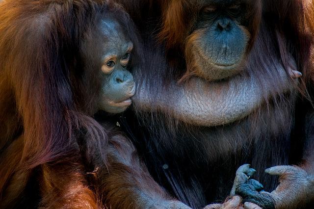 borneo-orangutanes