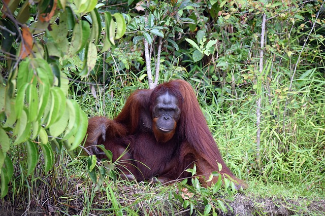 indonesia-orangutanes